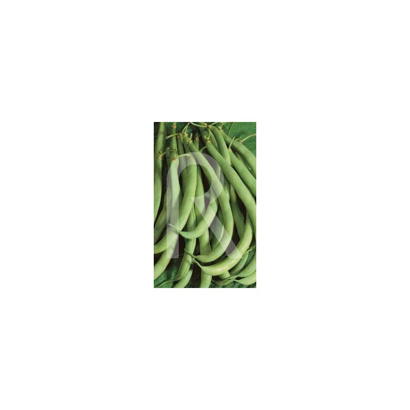 JUDIA PERFECCION GRANO BLANCO