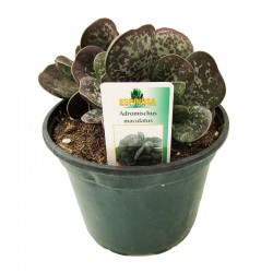 ADROMISCHUS MACULATUS