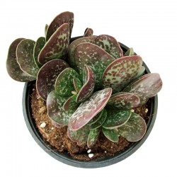 ADROMISCHUS MACULATUS