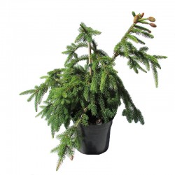 PICEA ABIES ACROCONA