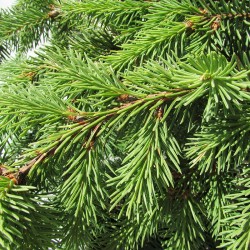 PICEA ABIES ACROCONA