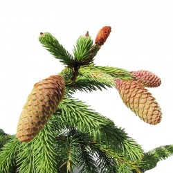 PICEA ABIES ACROCONA