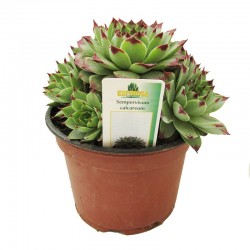Cactus sempervivum calcareum