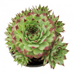 Cactus sempervivum calcareum