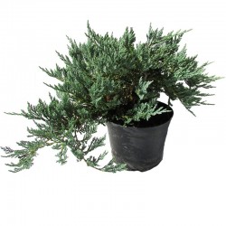 JUNIPERUS BLUE CHIP