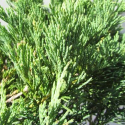 Juniperus horizontalis andorra compacta