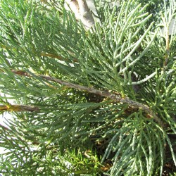 Juniperus pfitzer glauca