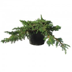 Juniperus Comunis Green Carpet