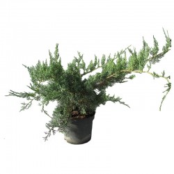 Juniperus virginiana grey owl