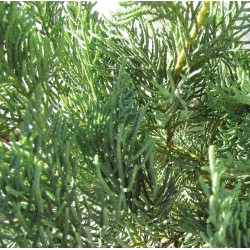 Juniperus virginiana grey owl