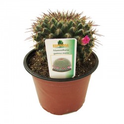 Cactus mammillaria guinsa maru