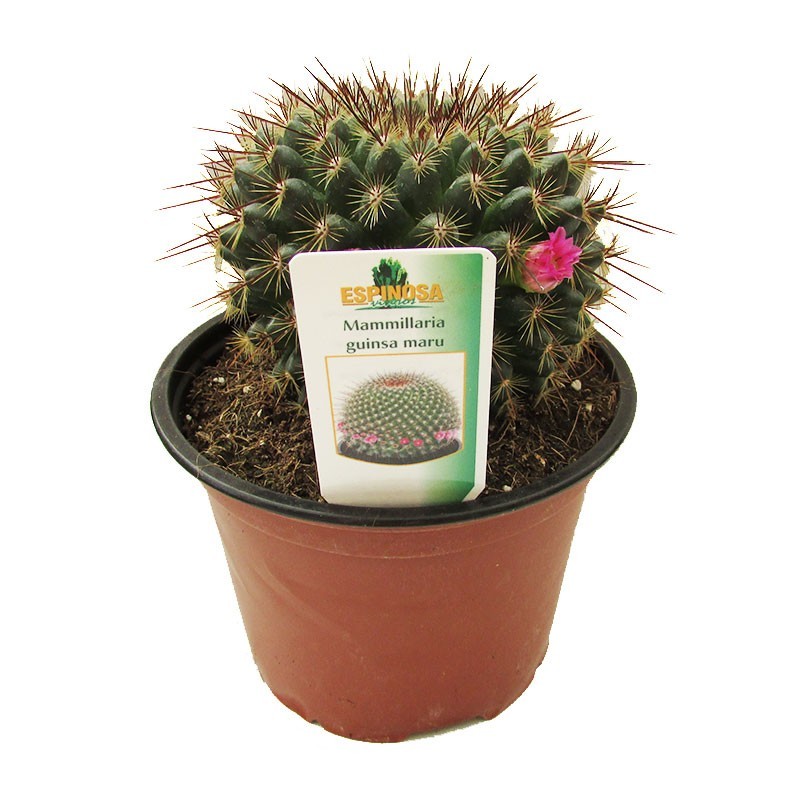 Cactus mammillaria guinsa maru