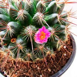 Cactus mammillaria guinsa maru