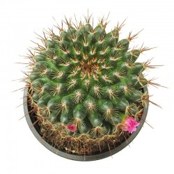 Cactus mammillaria guinsa maru