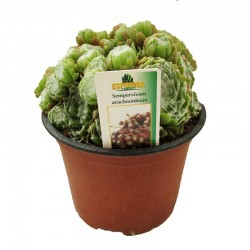 Sempervivum arachoideum