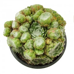 Sempervivum arachoideum