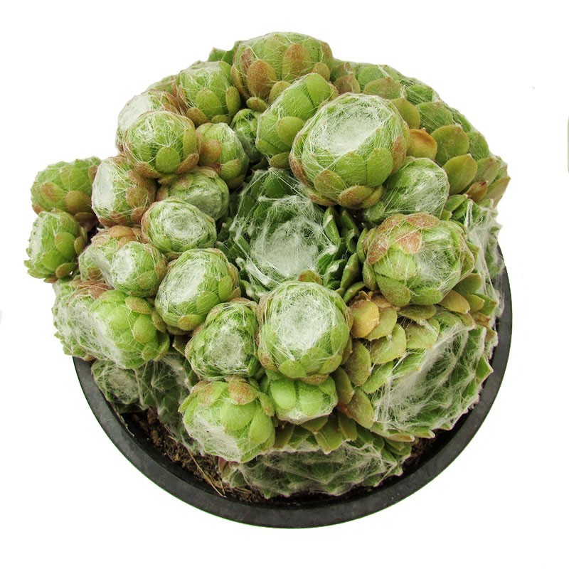 Sempervivum arachoideum