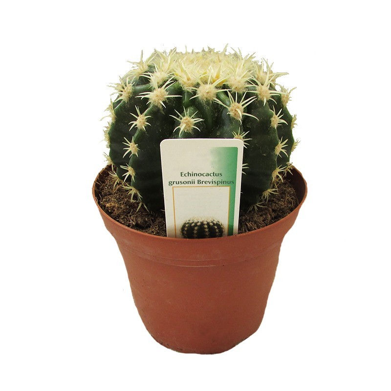 Echinocactus grusonni