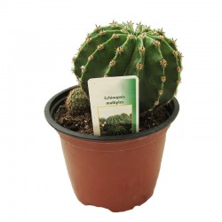 Echinopsis Multiplex