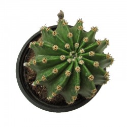 Echinopsis Multiplex