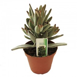 KALANCHOE TORMENTOSA