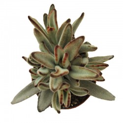 KALANCHOE TORMENTOSA
