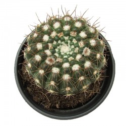 Cactus notocactus uebelmannianus