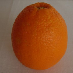 Naranjo imperial