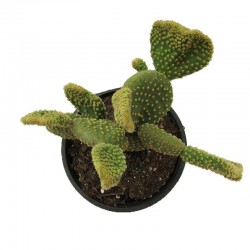 Cactus opuntia microdasys ondulata cristata