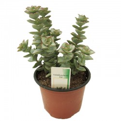 Crassula Perforata