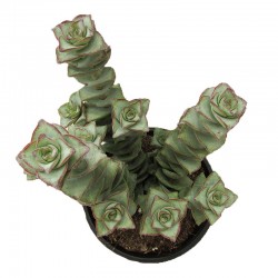 Crassula Perforata
