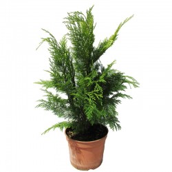 Chamaecyparis lawsoniana stardust