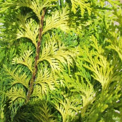 Chamaecyparis lawsoniana stardust