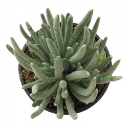 Cactus senecio scaposus