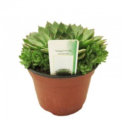 Cactus sempervivum tectorum