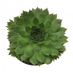 Cactus sempervivum tectorum
