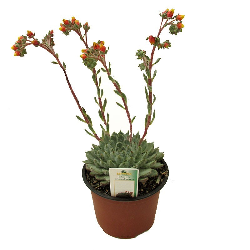 Echeveria Setosa Diminuta