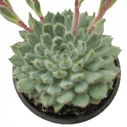 Echeveria Setosa Diminuta