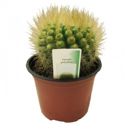 Parodia Penicillata