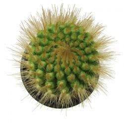 Parodia Penicillata