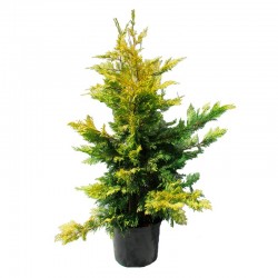 Cupressocyparis leylandii gold river