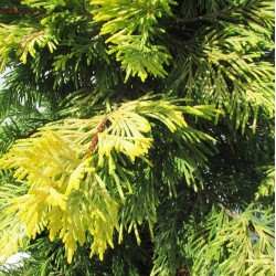 Cupressocyparis leylandii gold river
