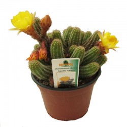Chamaecereus silvestrii