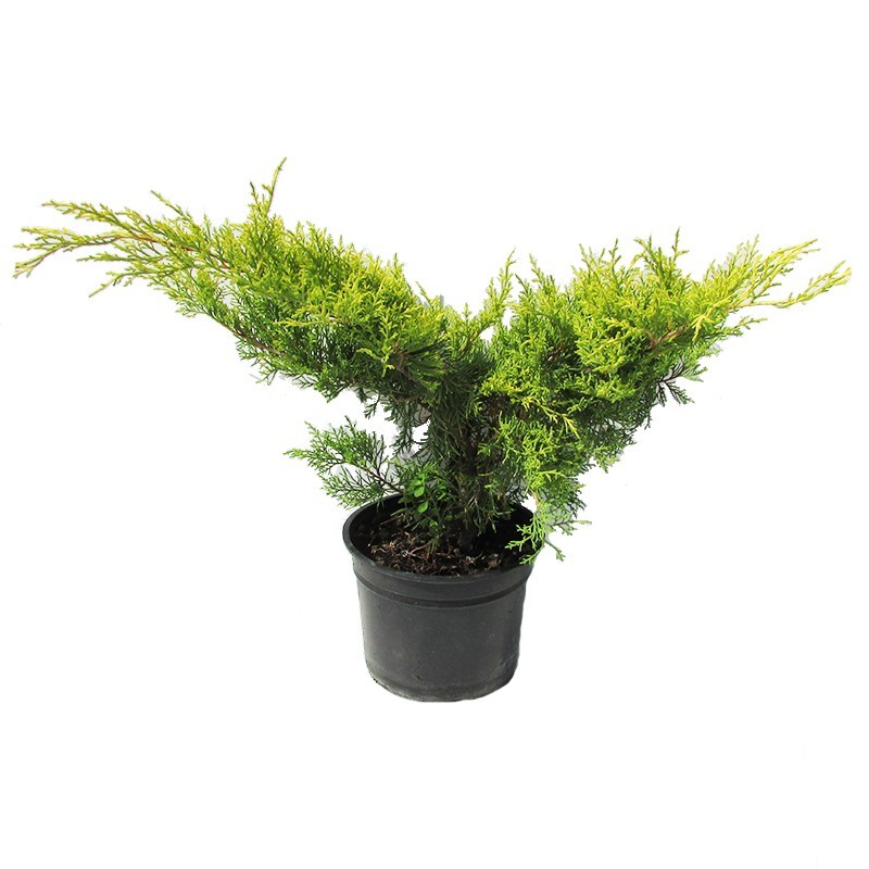 Juniperus pfitzer old gold