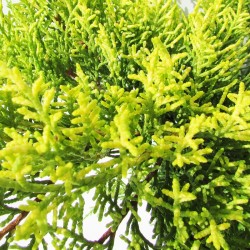 Juniperus pfitzer old gold