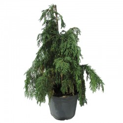 Chamaecyparis nootkatensis pendula