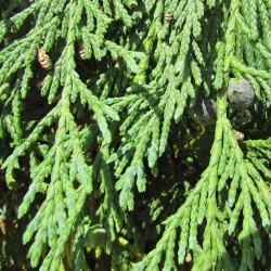 Chamaecyparis nootkatensis pendula