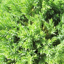 Juniperus Procumbens Nana