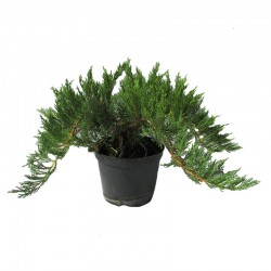 JUNIPERUS SABINA TAMARISCIFOLIA