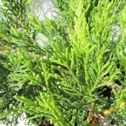 JUNIPERUS SABINA TAMARISCIFOLIA